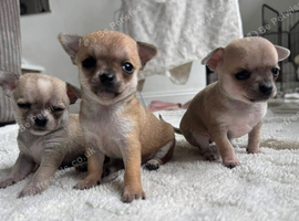 Cute chihuahua puppy