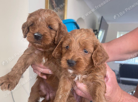 Cockapoo red puppies girls only