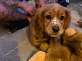 Female red cocker spaniel 8 weeks