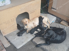 Labrador puppies for sale
