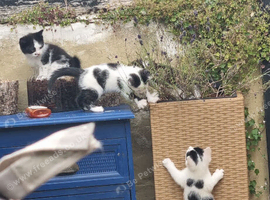 5 white and black kittens