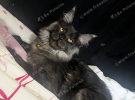 ACTIVE TICA REGISTERED