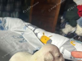 French bulldog puppies well bred and loves anything that involves cuddles or playing