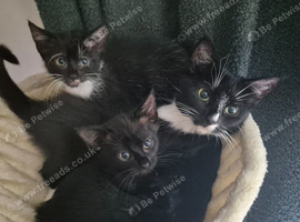 2 kittens ready now