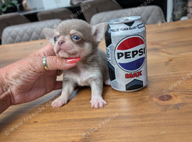 Beautiful quality tiny apple head chihuahuas