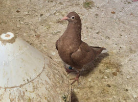 Coloured racing pigeons