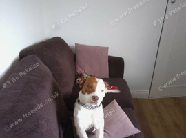 Staffy