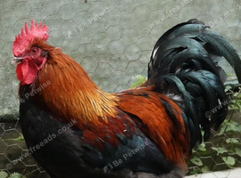 Pure bred French Black Copper Marans and hatching eggs