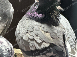 Pakistani pure breed teddy and sialkoti