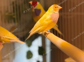 2 females