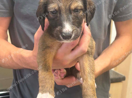 Saluki puppies