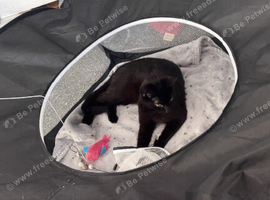 Pantha the black cat