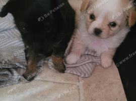 Chihuahua