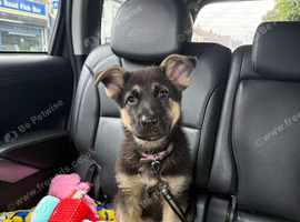 German shepherd