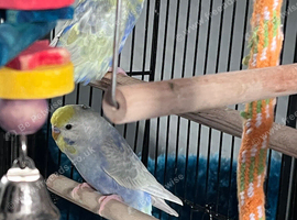 Gorgeous baby rainbow budgies