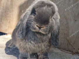 Pure  mini lops ready to leave 6th june