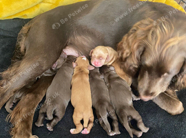 Cocker Spaniel puppies