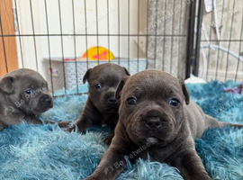 Beautiful blue staffordshire bull terrier puppies