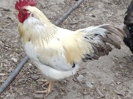 Free Cockeral