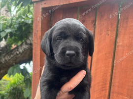 KC registered Labrador pups for sale
