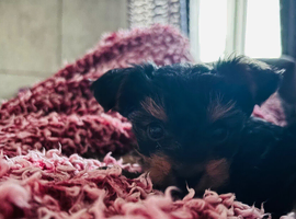 Yorkshire Terrier boy