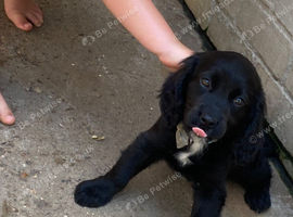 Cocker spaniel