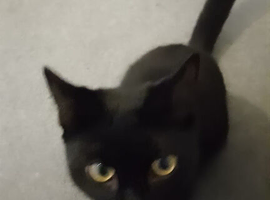 Two cats
