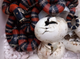 2026 Andean Milksnakes