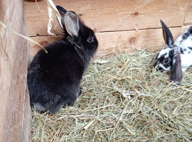 9 week old baby rabbits available now