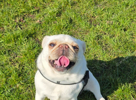 Female pug