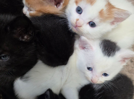 Little bundles of fluff!