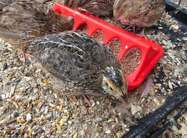 4 quail chicks to go