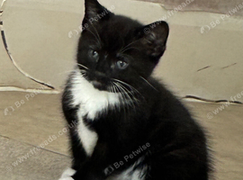Kittens for sale (all females)
