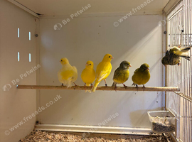 Fife Canaries