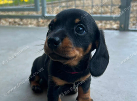 KC Miniature Dachshund Smooth Girl PRA Clear