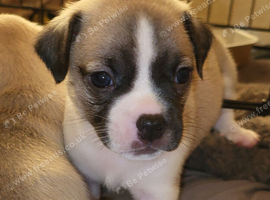 Gorgeous Jug Puppies - TWO PUPPIES AVAILABLEDUE TO CANCELLATION!