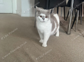 Beautiful British shorthair Cat