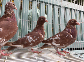 Racing pigeons