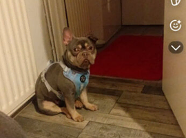 Blue frenchie