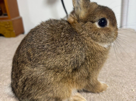 Vaccinated Netherland Dwarf kits ready to leave