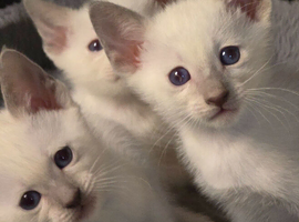 Beautiful pure siamese kittens
