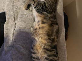 Male tabby cat