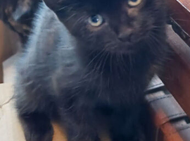 8 week old male boy