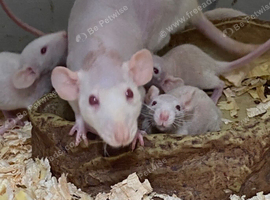 Rex, Double Rex Albino Rats