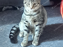 Female kittens