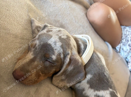 Mini Dachshund for sale male