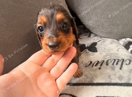 Miniature longhairs dachshund puppy&rsquo;s