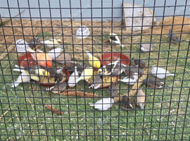 Zebra finches for sale
