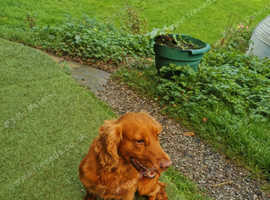 KC Registered Cocker Spaniel Stud