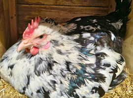 Rare Chernihiv Rainbow, Polish chicken breed